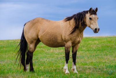 Wild horse outside Casper, Wyoming 