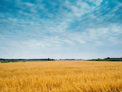 Wheat field