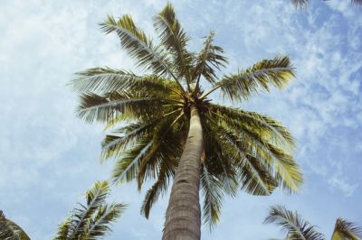 Palm tree