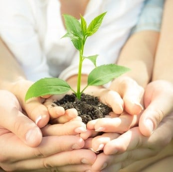 Planting a tree