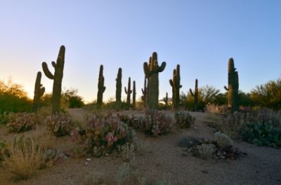Cacti near Gilbert, Arizona