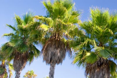 Palm trees in Hollywood, Florida