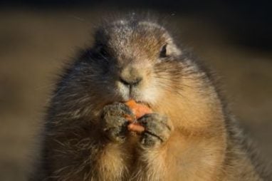 groundhog day utah 7 facts for groundhog day groundhog day utah 7 facts for groundhog day