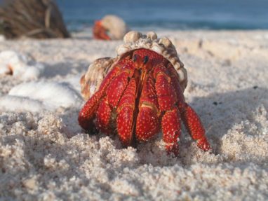 Crab on beach