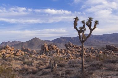Desert landscape