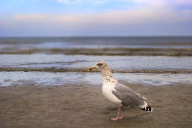 seagull on beach