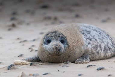 Seal in Florida