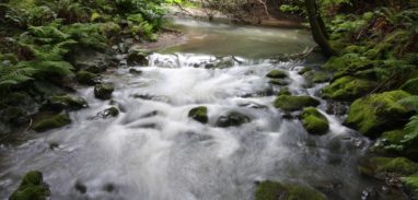 Stream in Muir Woods