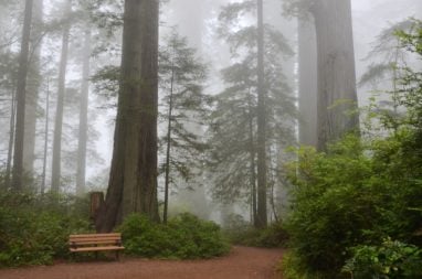 Redwood trees and bench