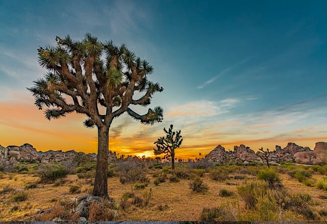 Joshua Tree during sunset