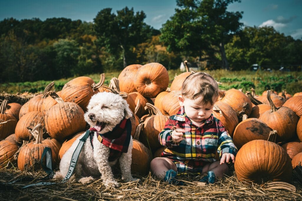 Toddler and puppy in pumpkin patch in Connecticut.
