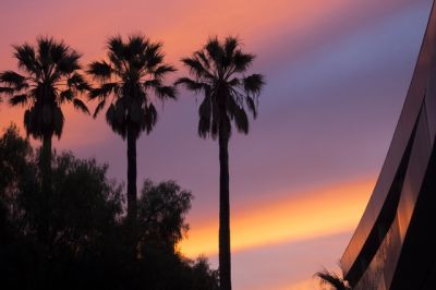 Palm trees at sunset