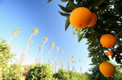 Oranges and sunflowers under blue sky